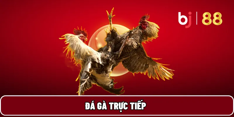 Đá gà trực tiếp